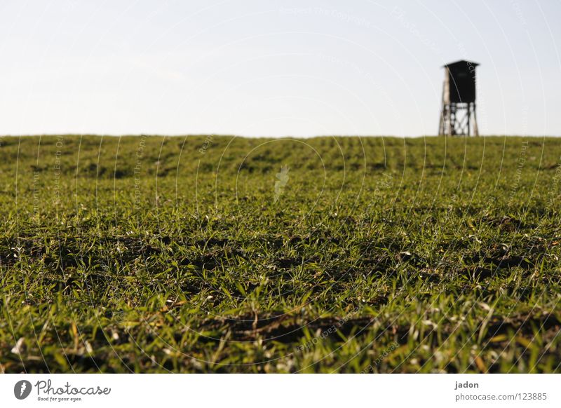 Karnickel Perspective Field Hunting Blind Grass Field vole Worm's-eye view Hunter Rifle Brandenburg Mammal Sky Plant Sacrifice sacrificial perspective gun