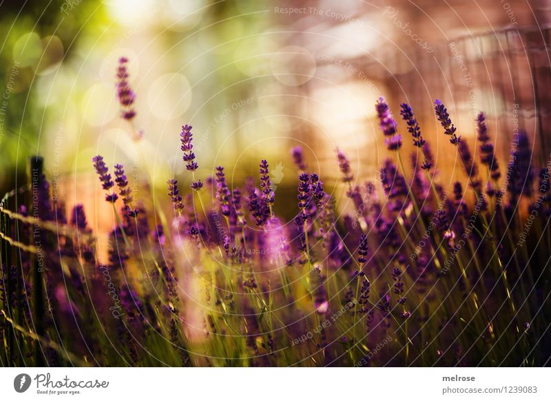 sparkle sparkle Elegant Style Nature Plant Summer Beautiful weather Flower Blossom Wild plant Pot plant Lavender Flower stem Garden Wire netting fence Blur