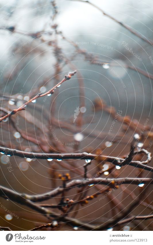 ... feel like rain Rain Tree Bushes Blue gradation Red Brown Blur Light Dreary Wet Cold Damp Dripping Dark Clouds Calm Think Thought Go under