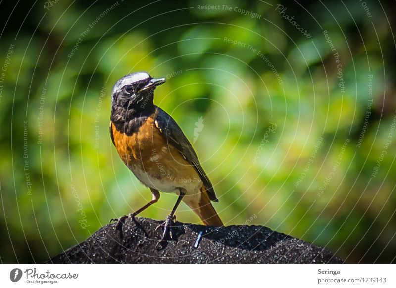 Redstart Environment Nature Landscape Plant Animal Summer Garden Bird Animal face Flying redstart Wing Feather Colour photo Exterior shot Day Light Sunlight