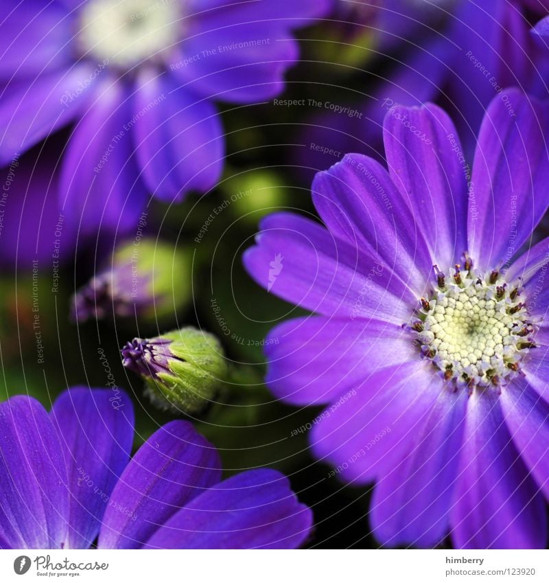 sun seekers Flower Blossom White Blossom leave Botany Summer Spring Fresh Growth Plant Violet Background picture Park Macro (Extreme close-up) Detail Bud button