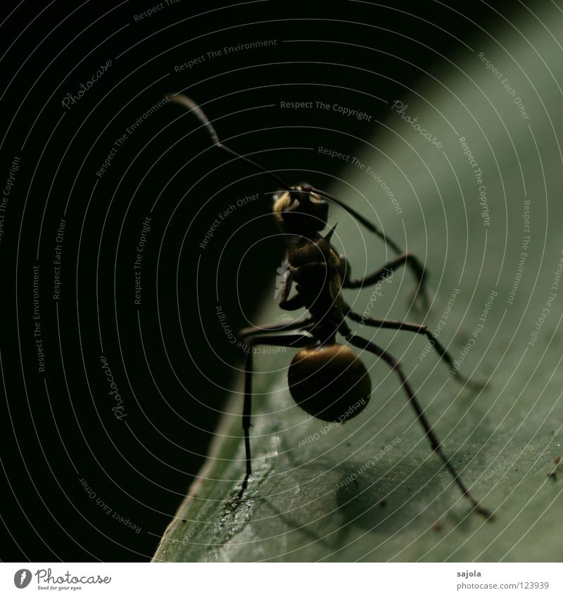 golden ant Animal Leaf Dark Cute Ant Insect Feeler Asia Singapore Close-up Macro (Extreme close-up) Shadow Legs