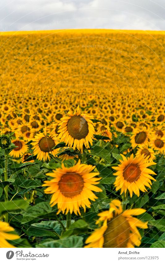 Sunflower field III Clouds Field Flower Summer Yellow White Spring Horizon Agriculture Diligent Work and employment Happiness Friendliness Fresh Sky Sunflower.