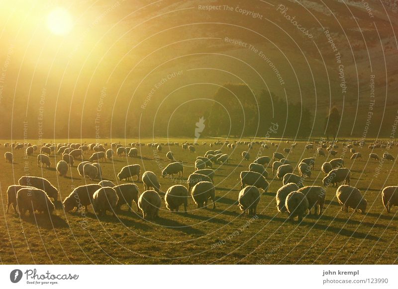 evening sheep Sheep Sunset New Zealand Sogn og Fjordane Grass Meadow Light To feed Dinner Meal Mammal Lamb Evening Pasture Nature Light (Natural Phenomenon)