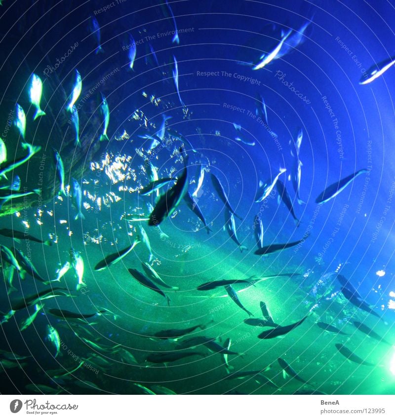 fish Ocean Lake Pond Shoal of fish Underwater photo Light Sunbeam Reflection Radiation Diagonal Square Aquarium Society Green Black Dark Fish Water Flock