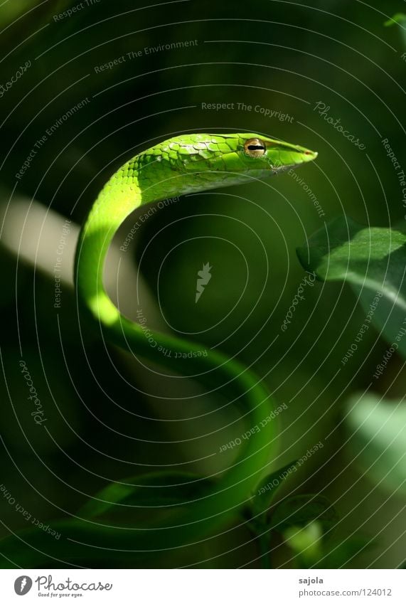 'Curvy' Animal Tree Snake Green Viper Reptiles Retreat Singapore Asia Slit Keyhole Poison Botanical gardens Curve Close-up Macro (Extreme close-up) Blur