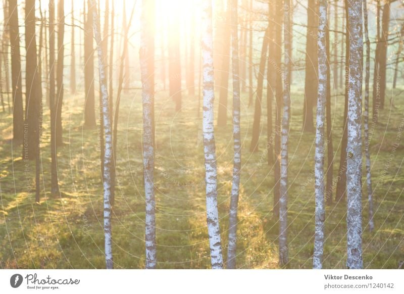 Forest on the background of the sun's rays in the spring Beautiful Summer Sun Environment Nature Landscape Plant Autumn Tree Flower Leaf Park Fresh Natural