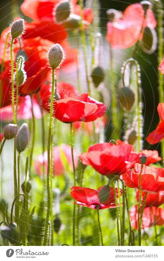 Red poppies in the summer garden Design Summer Sun Garden Decoration Art Nature Landscape Plant Flower Grass Meadow Walking Growth Fresh Wild Green Colour Idyll