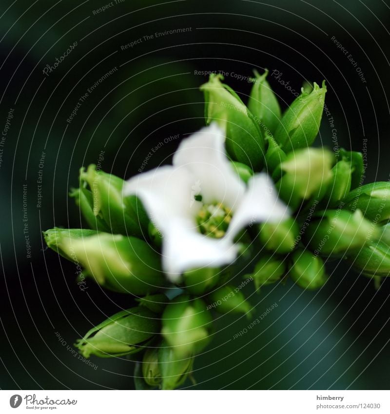 bud case Flower Blossom White Blossom leave Botany Summer Spring Fresh Growth Plant Background picture Salutation Macro (Extreme close-up) Close-up Detail Bud