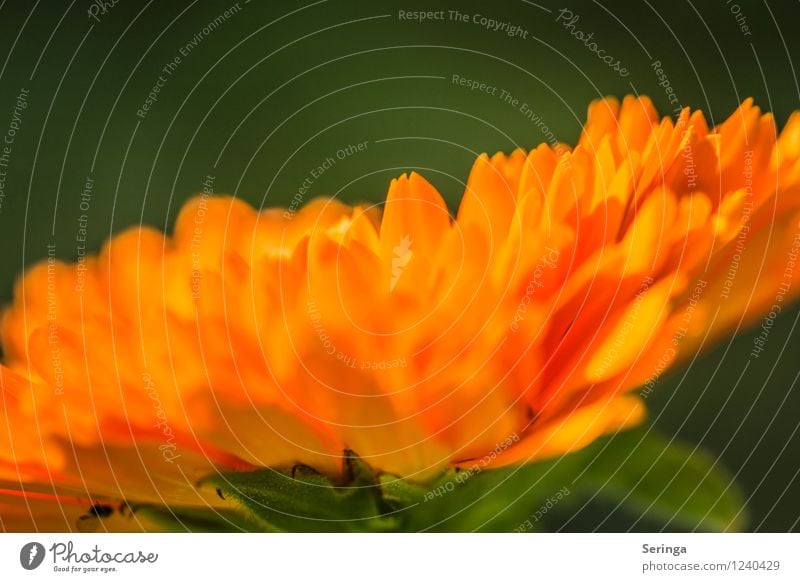 Parasol ( Calendula 2 ) Nature Plant Summer Flower Blossom Garden Observe Blossoming Fragrance Marigold Colour photo Exterior shot Close-up Detail