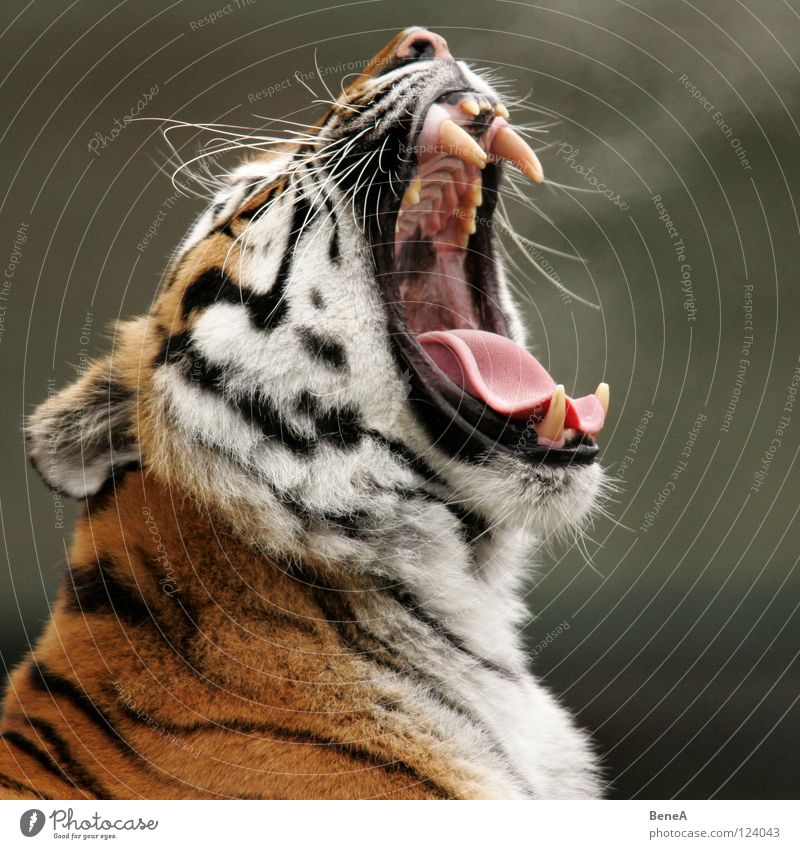 meow Tiger Siberia Sibirian tiger Cat Wild cat Yawn Whisker Pelt Striped White Black Sleep Wake up Boredom Dangerous Breath Wilderness Nature Zoo Wild animal