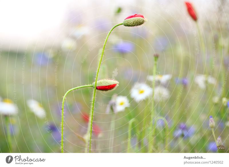 Sunflowers...Sunchildren...Sundays... Nature Landscape Summer Poppy Blossoming Smiling Love Illuminate Growth Fresh Healthy Happy Infinity Beautiful Blue Yellow