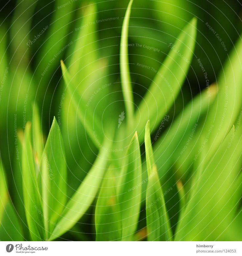 grass whispering Green Florida Botany Virgin forest Background picture Park Bahamas Beach Vacation & Travel Fresh Plant Growth Grass Macro (Extreme close-up)