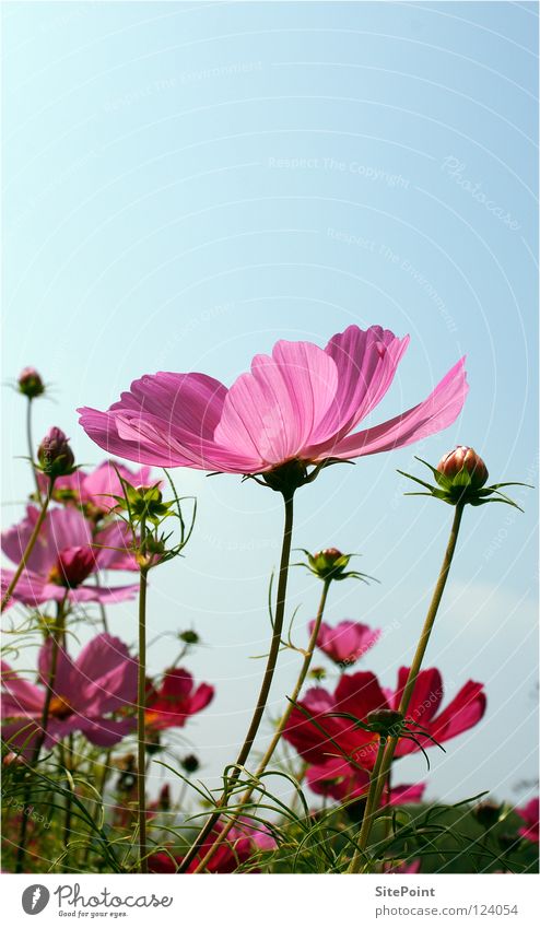 Cosmea Cosmos Flower Sky Pink Delicate Green Blossom Summer Smooth