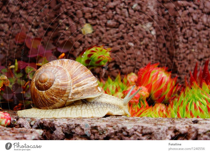 at snail's pace Environment Nature Plant Animal Summer Garden Snail 1 Free Natural Brown Vineyard snail Large garden snail shell Crawl Rock garden