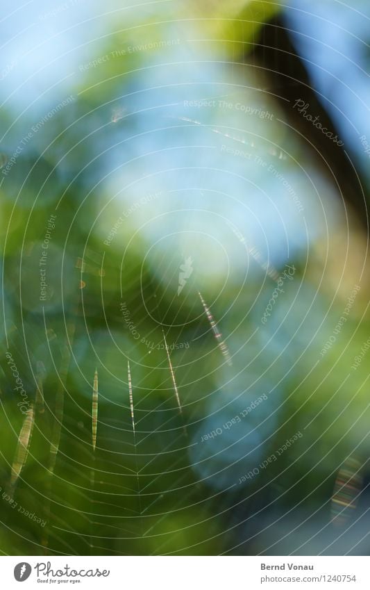 web design Spider Bright Net Spider's web Thread-like Spiral Garden Circle Sky blue Plant Green Summer Light Tree Trap Trapper Nature Colour photo Exterior shot