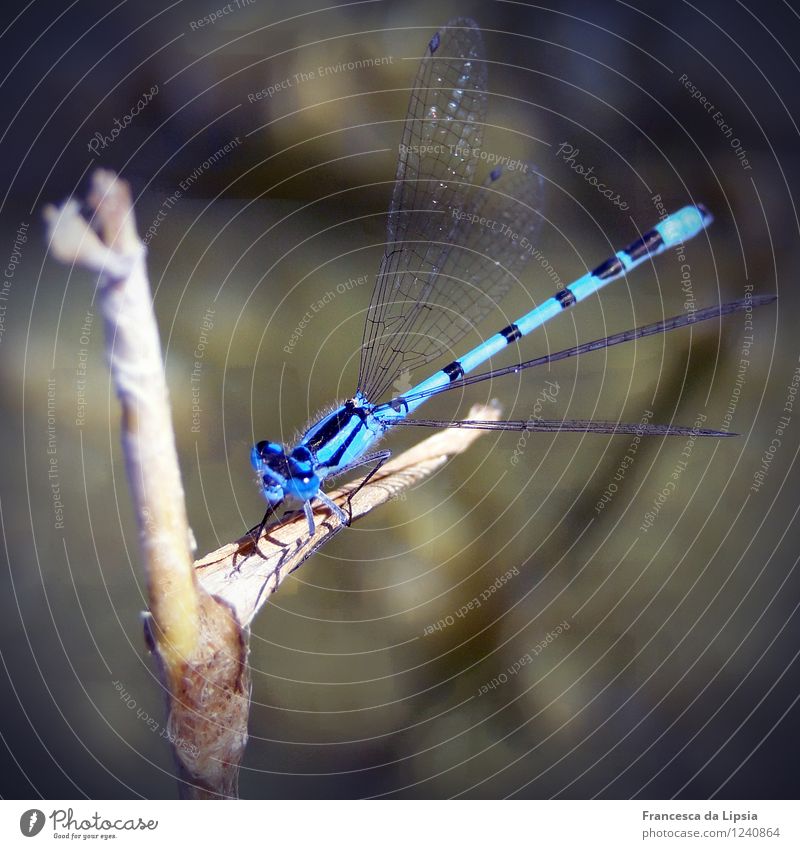 Blue-faced Damselfly Nature Animal Summer Grass Common Reed Lakeside Kulkwitzer Lake Grand piano Dragonfly Glittering Gold Calm Contentment Colour