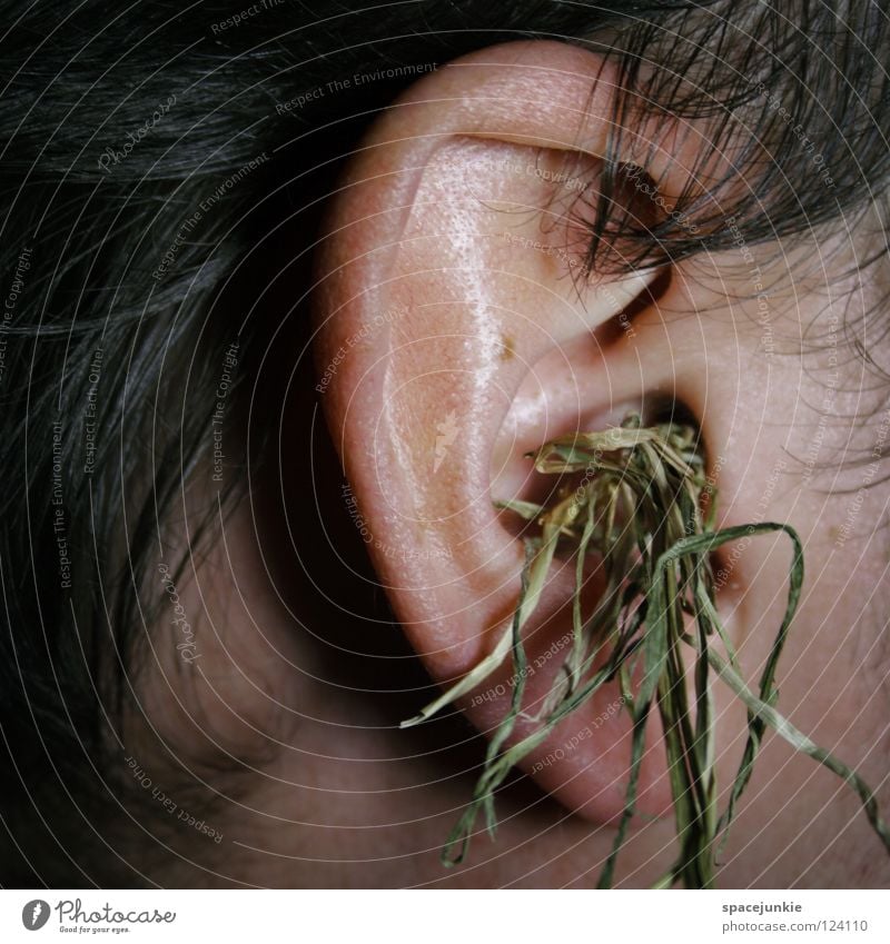 grass whispering Man Outer ear Grass Straw Figure of speech Stupid Doofus Smart Clever Humor Whimsical Joy Hair and hairstyles Ear stupidity IQ Know ignorance