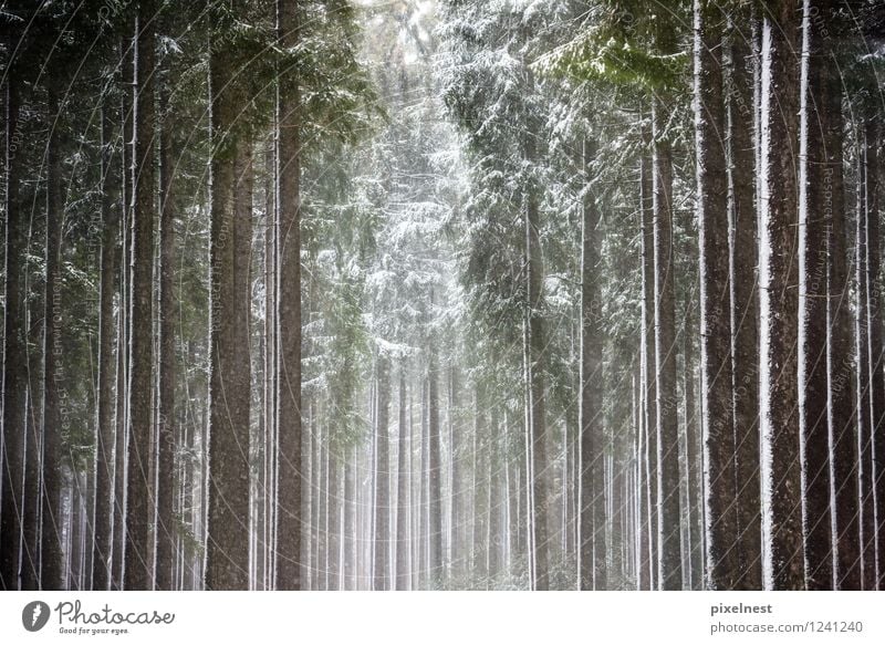 winter forest Sun Winter Snow Nature Sunlight Ice Frost Snowfall Tree Spruce Spruce forest Forest Wood Cold Green Black White Loneliness Calm Tree trunk Pine