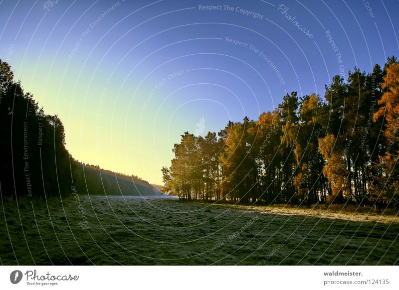 Forest and meadow Meadow Tree Fog Light Autumn Sky Müritz National Park