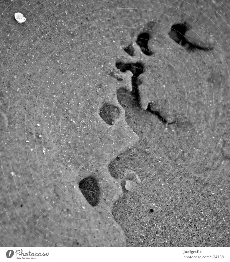 beach Frozen Mussel Sculpture Ocean Coast Beach Lake Environment Black White Gray Cold Winter Ornament Black & white photo Sand Ice Structures and shapes east