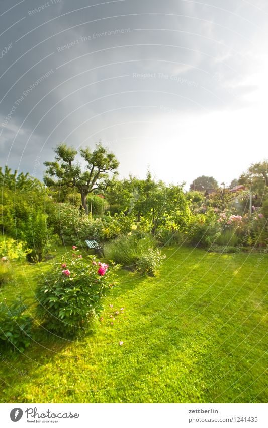 Garden again Garden plot Nature Summer Flower Blossom Meadow Grass Lawn Bushes Peony Tree Plum tree Plum leaf Sky Clouds Sun Calm Relaxation Evening