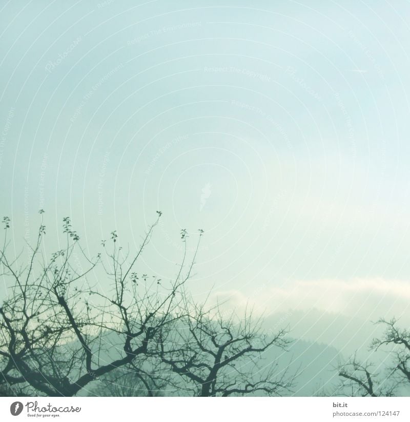 BOSCOP Tree Fog Sky Winter Cold Headstrong Market garden Foreground Background picture Soft Delicate Blown away Sanddrift Warped Fir tree Forest Tentacle