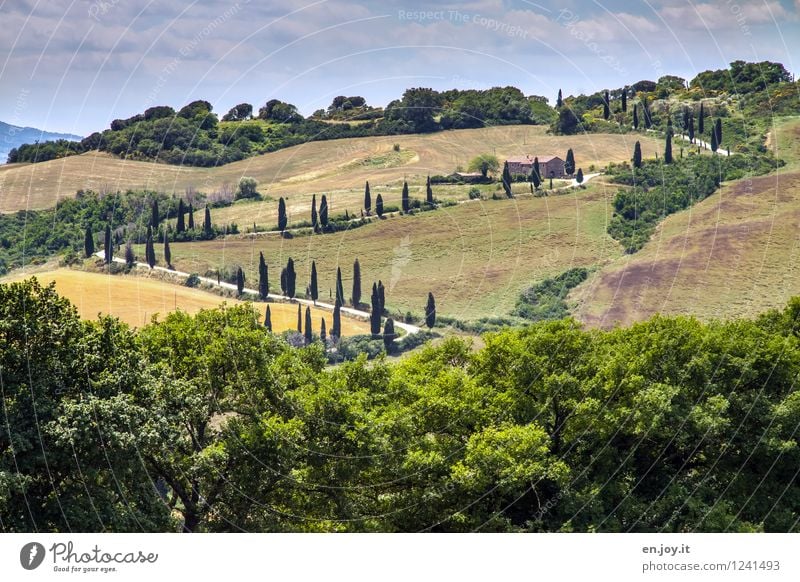 back and forth Vacation & Travel Trip Summer Summer vacation Sky Beautiful weather Tree Cypress cypress avenue Avenue Meadow Forest Hill Tuscany Italy