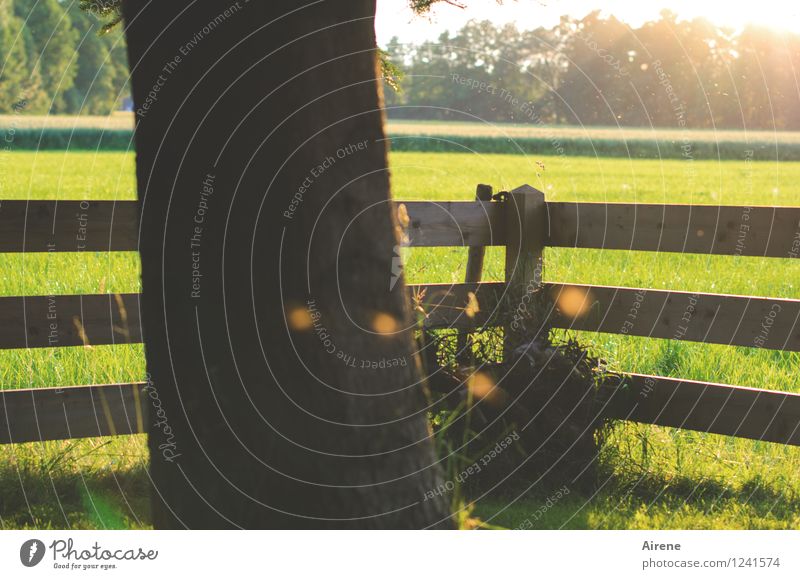 mosquito dance Garden Flying Brown Gold Green Dusk Mosquitos Fence Garden fence Illuminate Glowworms Meadow Tree trunk Colour photo Exterior shot Deserted