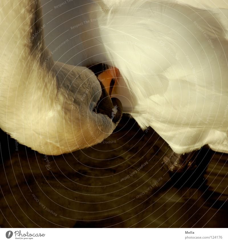 washing day Swan Beak Feather Stand Cleaning Bird Water Detail Feet overhead Speed Neck gooseneck