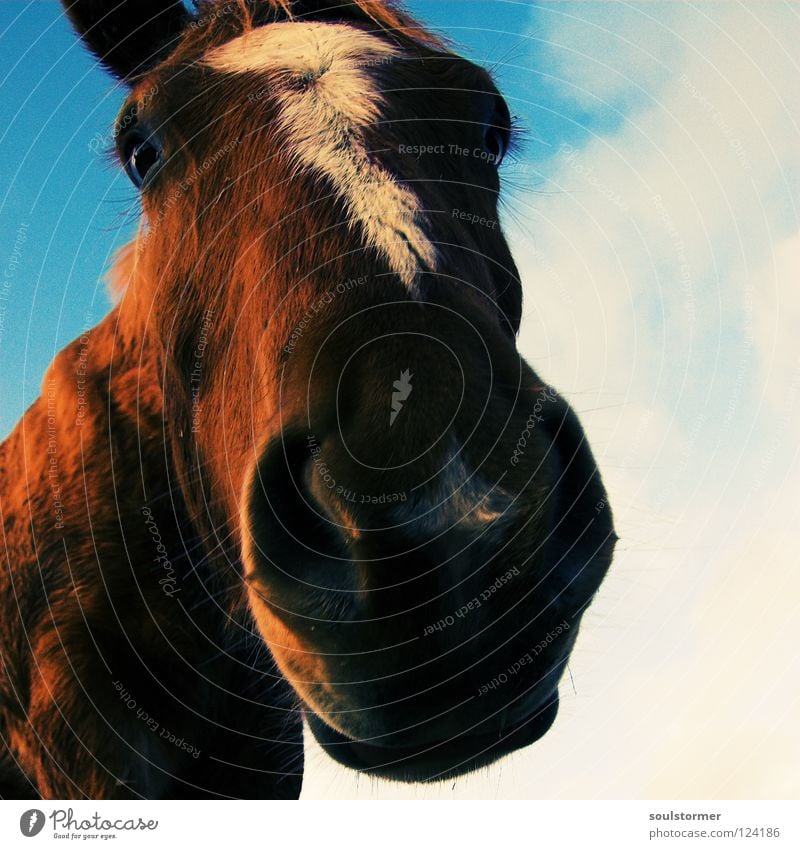 another digge nose... Cross processing Green undertone Yellowness Horse Mane Wide angle Cowboy Horse's gait Pattern White Brown Gray Mammal Animal Sky cross