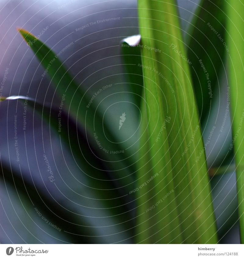 leaflines Green Florida Botany Virgin forest Background picture Park Bahamas Beach Vacation & Travel Fresh Palm tree Coast Macro (Extreme close-up) Close-up