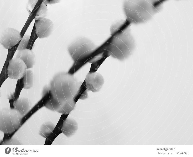 softened Catkin Plant Black White Soft Cuddly Haptic Blur Beautiful Supple Delicate Botany Cute Sweet Still Life Velvet Velvety Tiny hair Tuft Fluffy Arranged