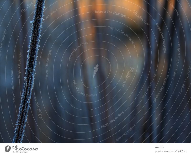 winter morning Cold Morning Corner Dark Sunlight Light Physics Pleasant Winter winter grass Ice Dawn Warmth Orange crystalline Sharp-edged Close-up