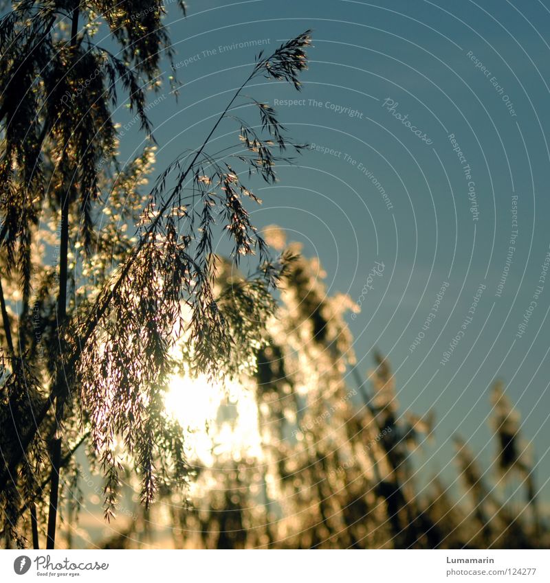 evening warmth Grass Common Reed Blade of grass Sunset Physics Glittering Glow Goodbye To console Longing Beautiful Hope Winter River Brook Power Force Sky