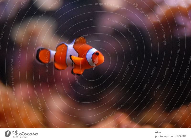 Little Clown Aquarium Clown fish Finding Nemo Dark Warped Motion blur Blur Fish courtyard of the mouth Freiburg im Breisgau user meeting akai joerg jörg