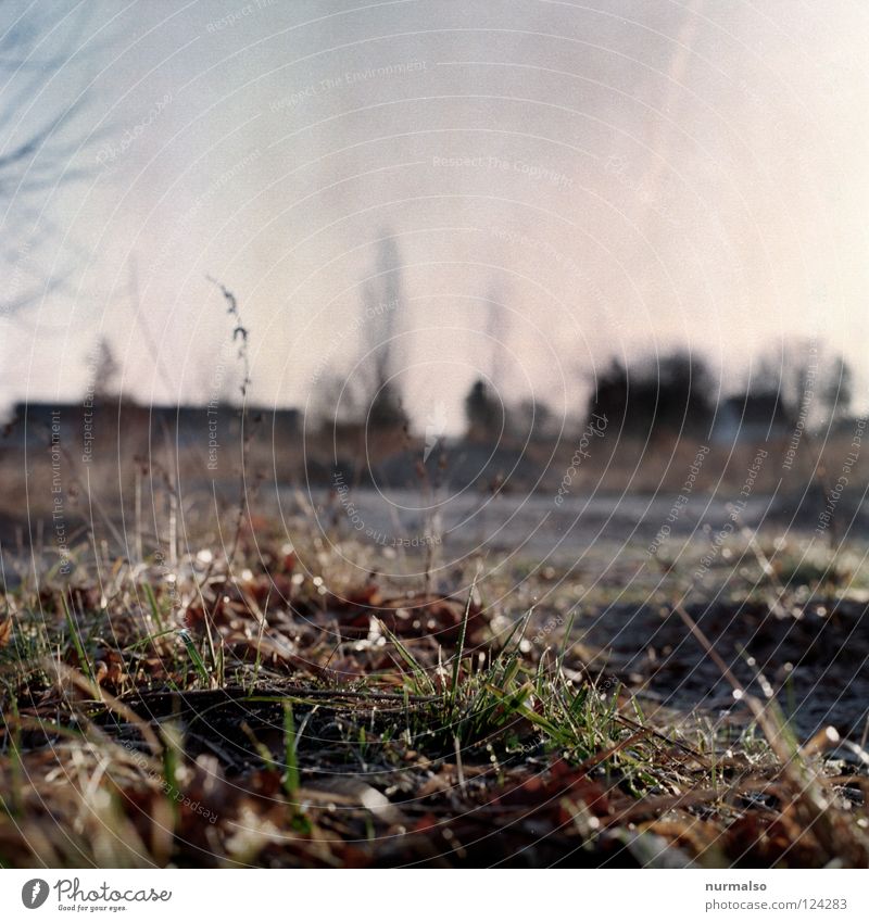 a morning like this Field Grass Plant Bushes Untidy Blade of grass Blur Brandenburg Fallow land Analog Medium format Negative Far-off places Horizon Concrete