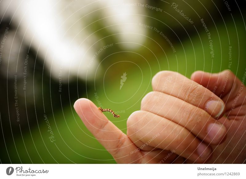 small caterpillar on small finger Animal Caterpillar 1 Observe Movement Crawl Success Green Self-confident Power Willpower Brave Determination Disciplined