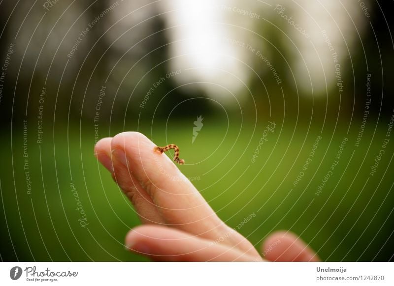 small caterpillar sits on the hand Animal Caterpillar 1 Observe Exceptional Green Self-confident Power Willpower Brave Disciplined Endurance Idyll Independence