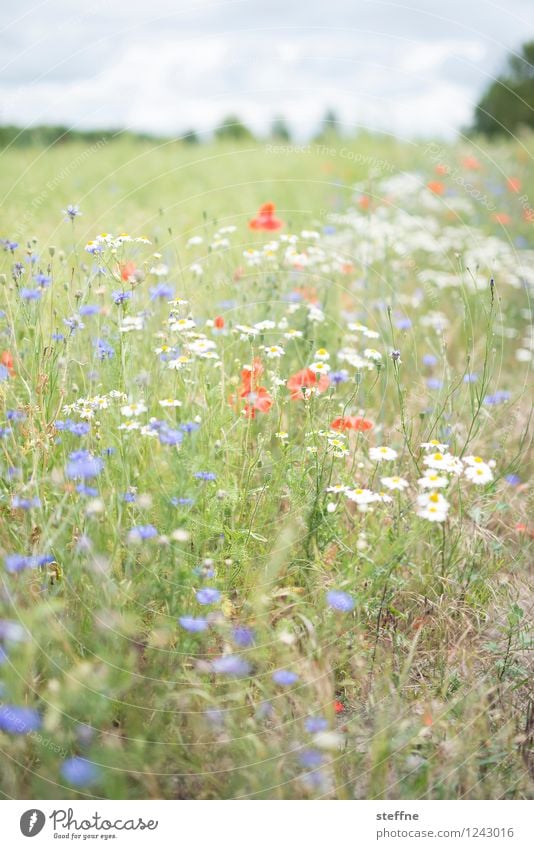 summer meadow Sky Beautiful weather Flower Grass Dream Meadow Summer Flower meadow Blossoming Cornflower Field Relaxation Fragrance Colour photo Exterior shot