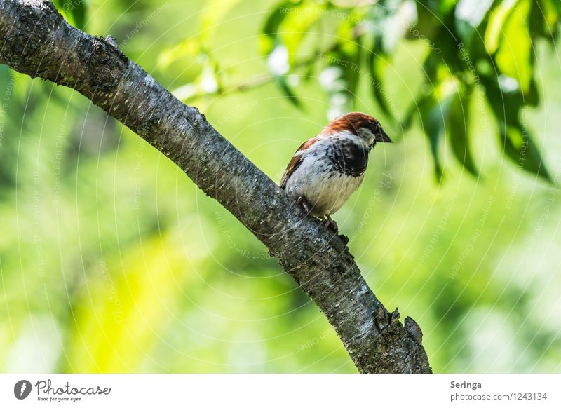 sparrow Nature Plant Animal Garden Park Forest Bird Animal face Wing 1 Flying Sparrow Passerine bird Colour photo Multicoloured Exterior shot Day Light Sunlight