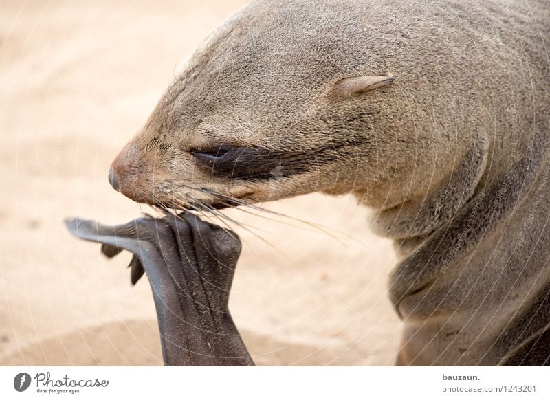 stinky feet. Healthy Medical treatment Vacation & Travel Tourism Trip Sightseeing Summer Beach Nature Earth Sand Namibia Africa Wild animal Animal face Claw Paw