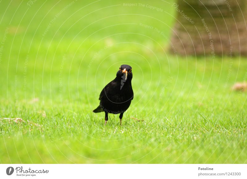 Don't look like that! My worm! Environment Nature Plant Animal Summer Beautiful weather Grass Garden Meadow Bird Worm 1 Green Black Blackbird Foraging Food