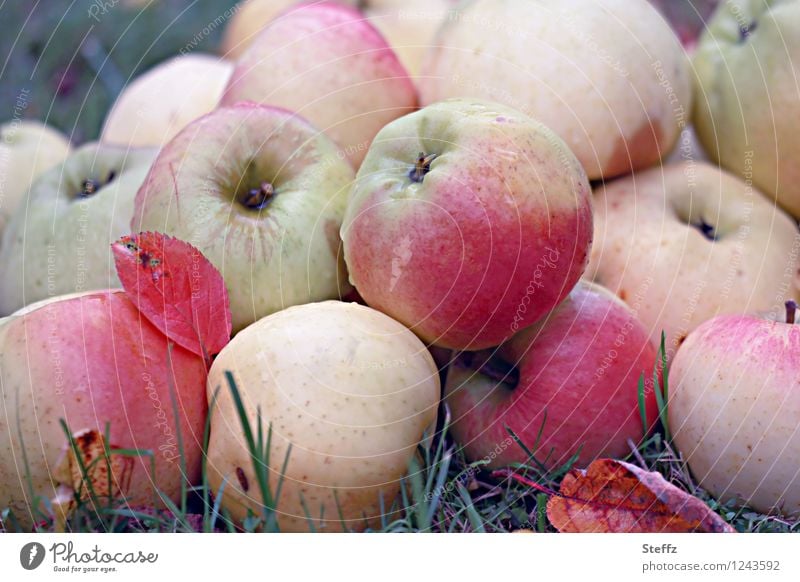 Apple harvest in autumn garden apples organic crispy apples fruit harvest Organic fresh from the garden Garden fruit Fruit Fruit garden Supply Winter stock