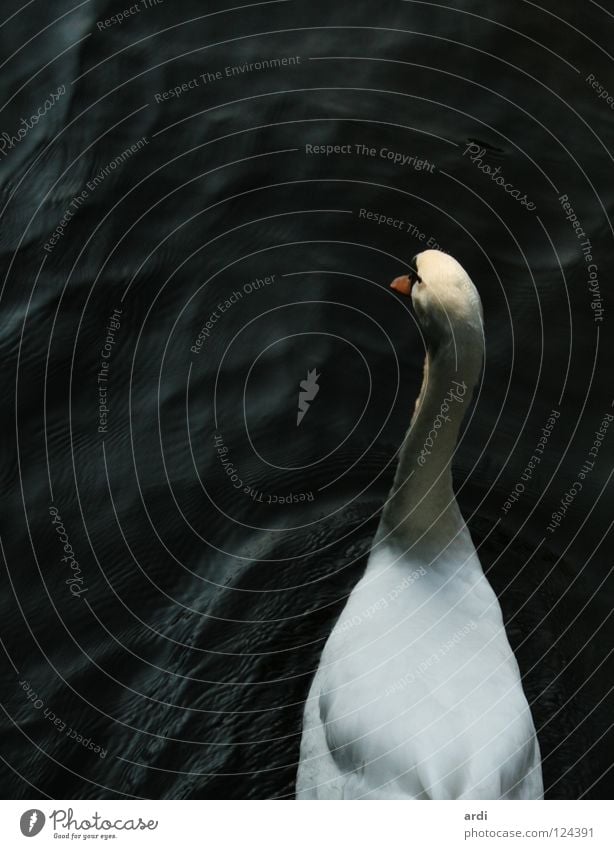 BirdPerspective Swan Animal Lake White Beak waterfowl Water River Feather Contrast sea fether nib ardi