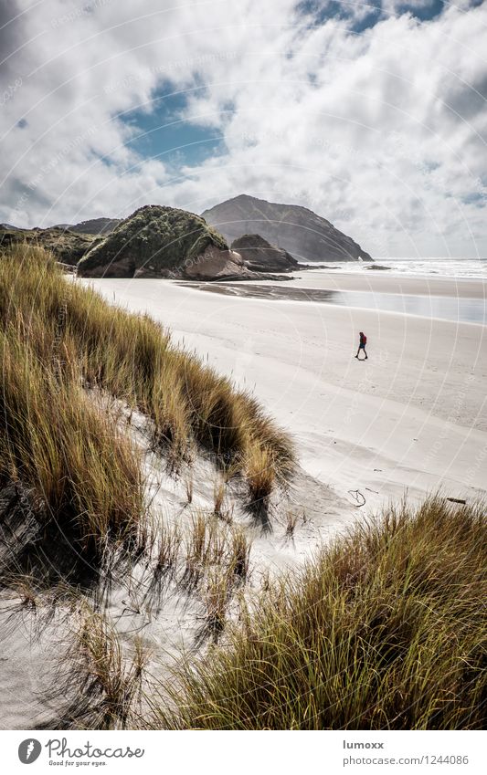 a day at the beach Nature Sand Water Clouds Summer Grass Coast Beach Bay Ocean Pacific Ocean Island New Zealand Beach dune Marram grass Discover Blue Brown