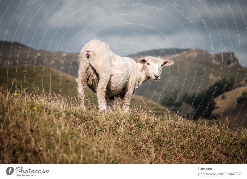 welcome to nz Landscape Clouds Grass Island New Zealand Animal Farm animal Pelt Sheep 1 Authentic Curiosity Gray Life Colour photo Animal portrait Full-length