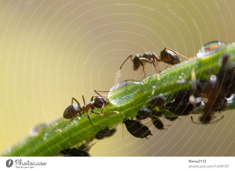 Pitiful | Logistics problem Environment Nature Animal Water Drops of water Summer Rain Plant Grass Bushes Garden Park Meadow Work and employment Touch Movement