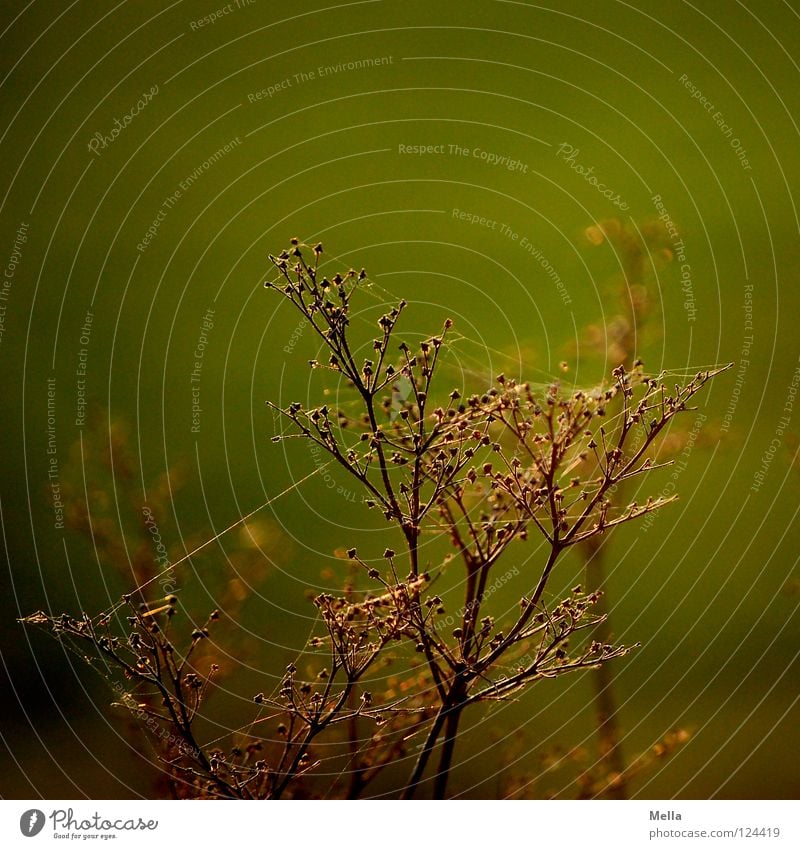 spun Plant Blossom Spider Dry Back-light Sunlight Lighting Green Afternoon Meadow Flower Field Physics Death Past Transience Park risp spiderweb spun in Dried