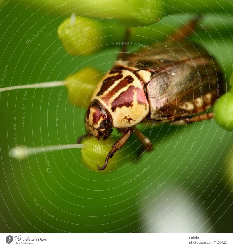 beetle Animal Virgin forest Beetle Glittering Brown Yellow Green Insect Dazzling Asia Armor-plated Botanical gardens Close-up Macro (Extreme close-up) Blossom